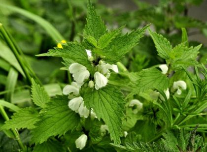 Dead-nettle, White