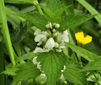 Dead-nettle, White