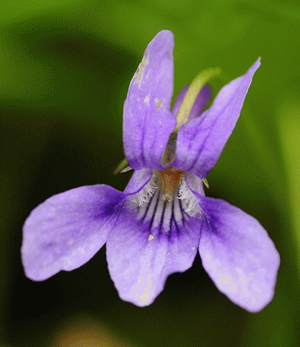 Dog-violet, Early