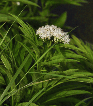 Elder, Dwarf