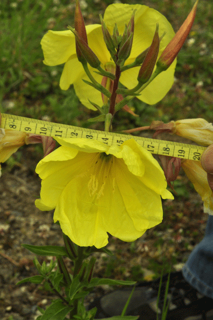 Evening-primrose, Large-flowered