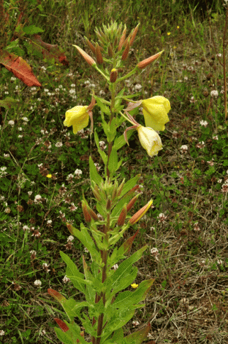 Evening-primrose, Large-flowered