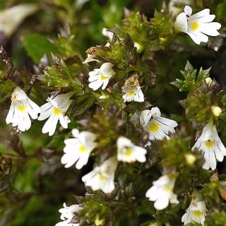 Eyebright, Irish