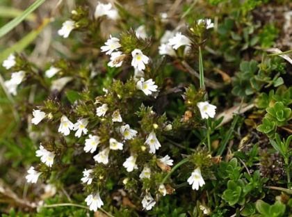 Eyebright, Irish