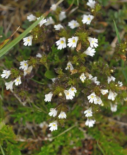 Eyebright, Irish