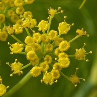 Fennel