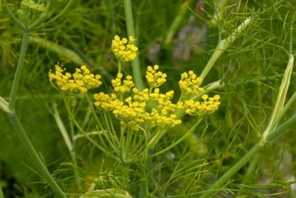 Fennel