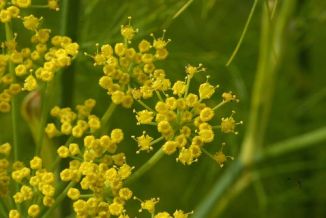 Fennel