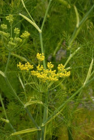 Fennel