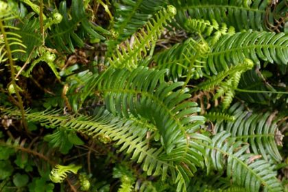 Fern, Hard