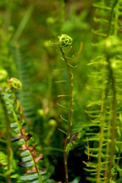Fern, Hard