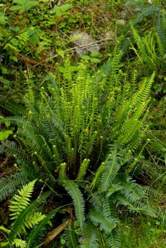 Fern, Hard