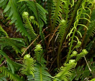 Fern, Hard