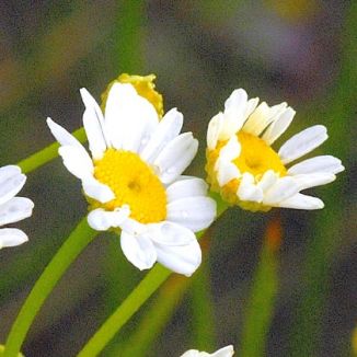 Feverfew