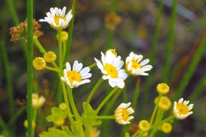 Feverfew