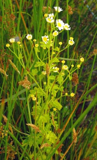 Feverfew