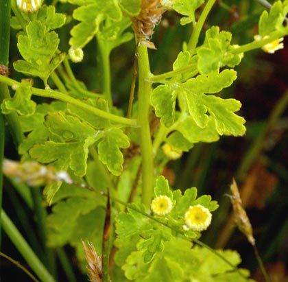Feverfew
