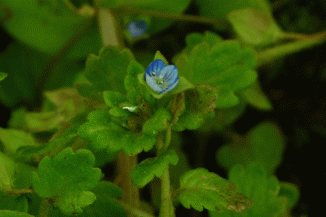 Field-speedwell, Grey