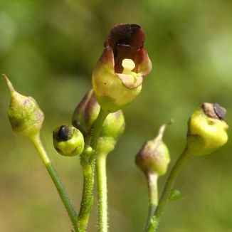 Figwort, Common