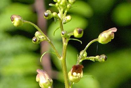 Figwort, Common