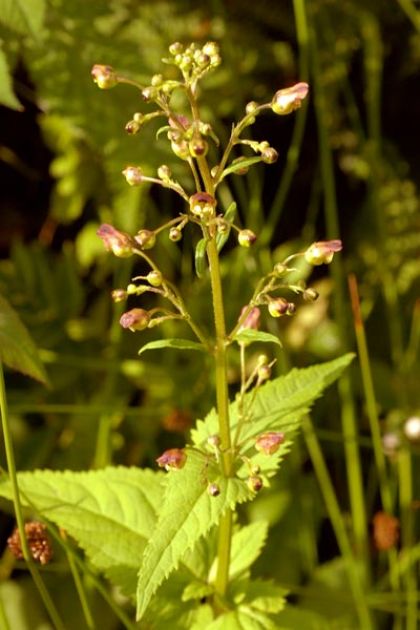 Figwort, Common