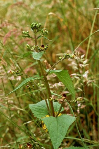 Figwort, Common