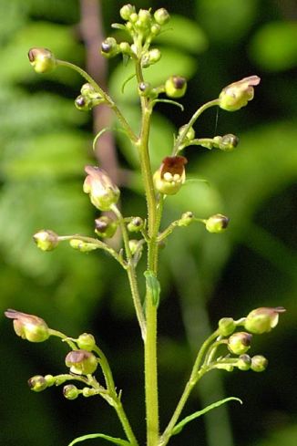 Figwort, Common
