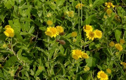 Fleabane, Common