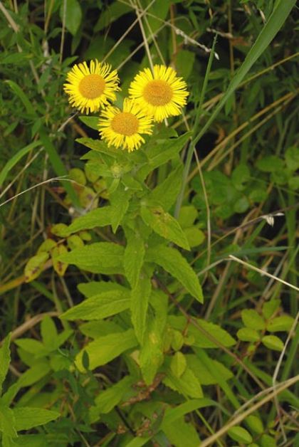 Fleabane, Common
