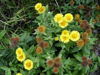 Fleabane, Common