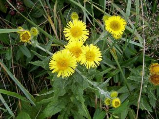 Fleabane, Common