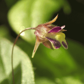 Fluellen, Sharp-leaved