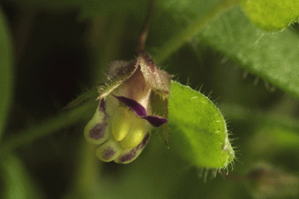 Fluellen, Sharp-leaved