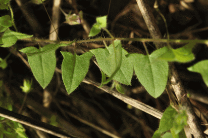 Fluellen, Sharp-leaved