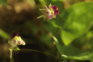 Fluellen, Sharp-leaved