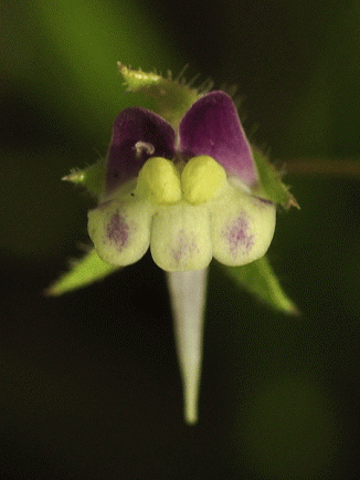 Fluellen, Sharp-leaved