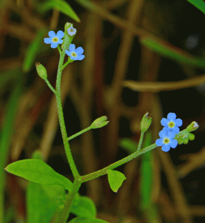 Forget-me-not, Tufted