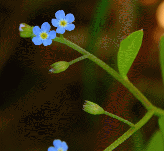Forget-me-not, Tufted
