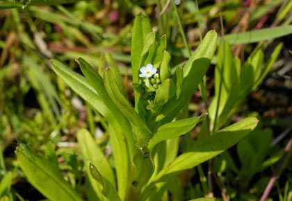 Forget-me-not, Water