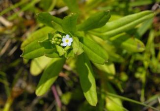 Forget-me-not, Water