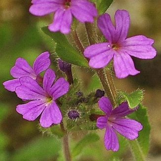Foxglove, Fairy