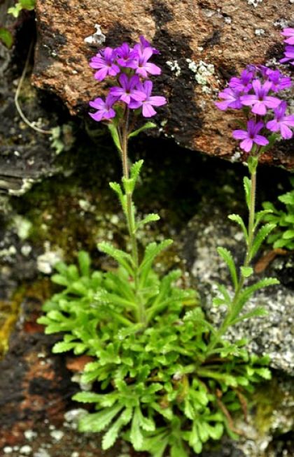Foxglove, Fairy