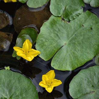 Water-lily, Fringed