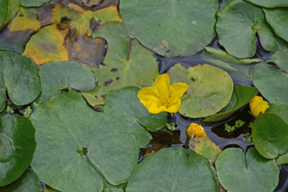 Water-lily, Fringed