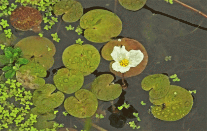Frogbit