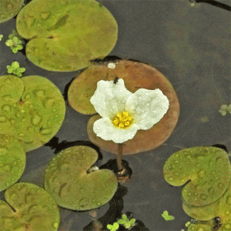 Frogbit