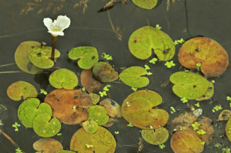 Frogbit