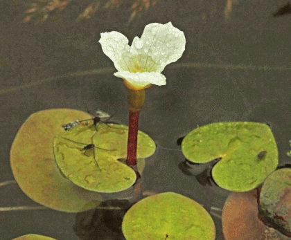 Frogbit