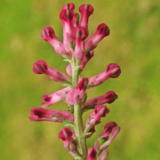 Fumitory, Common