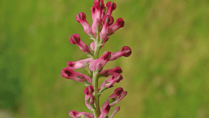 Fumitory, Common